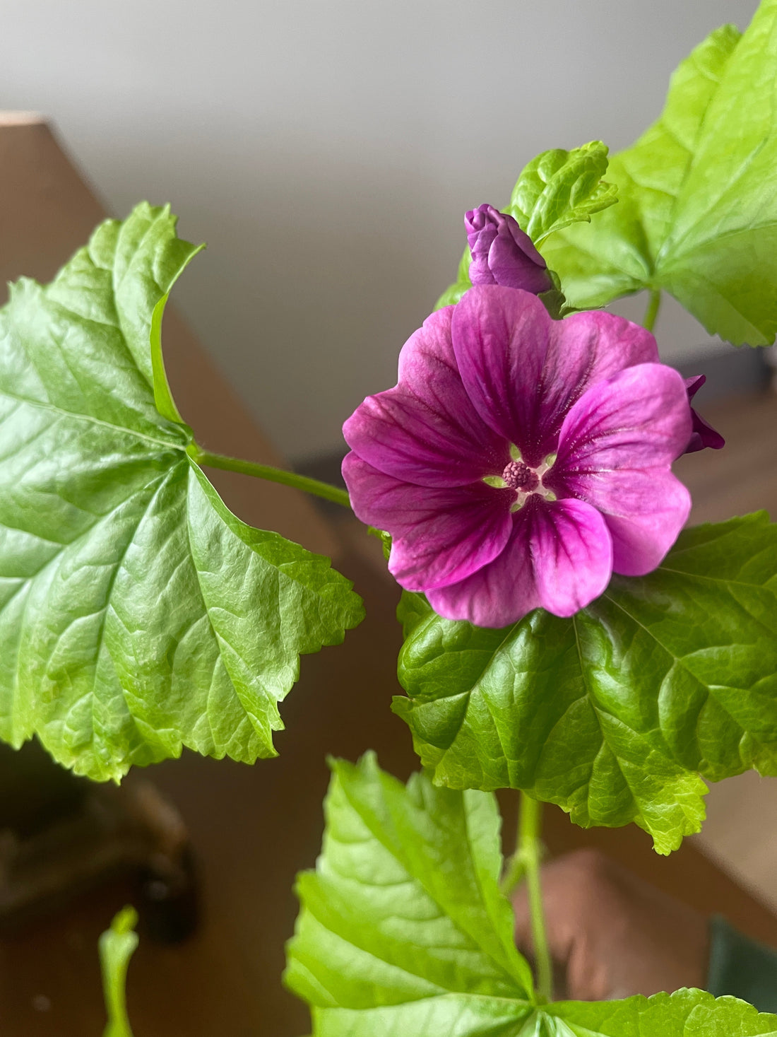 Spring Blooms & Beautiful Beginnings at MICOPEIA BOTANICA