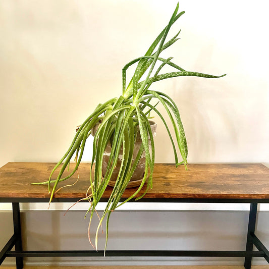 10 Must-Have Easy-Care Indoor Plants That Improve Your Air Quality (And Your Mood)