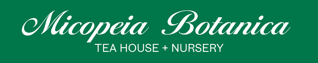 New Look, Same Legacy – MICOPEIA BOTANICA is Evolving