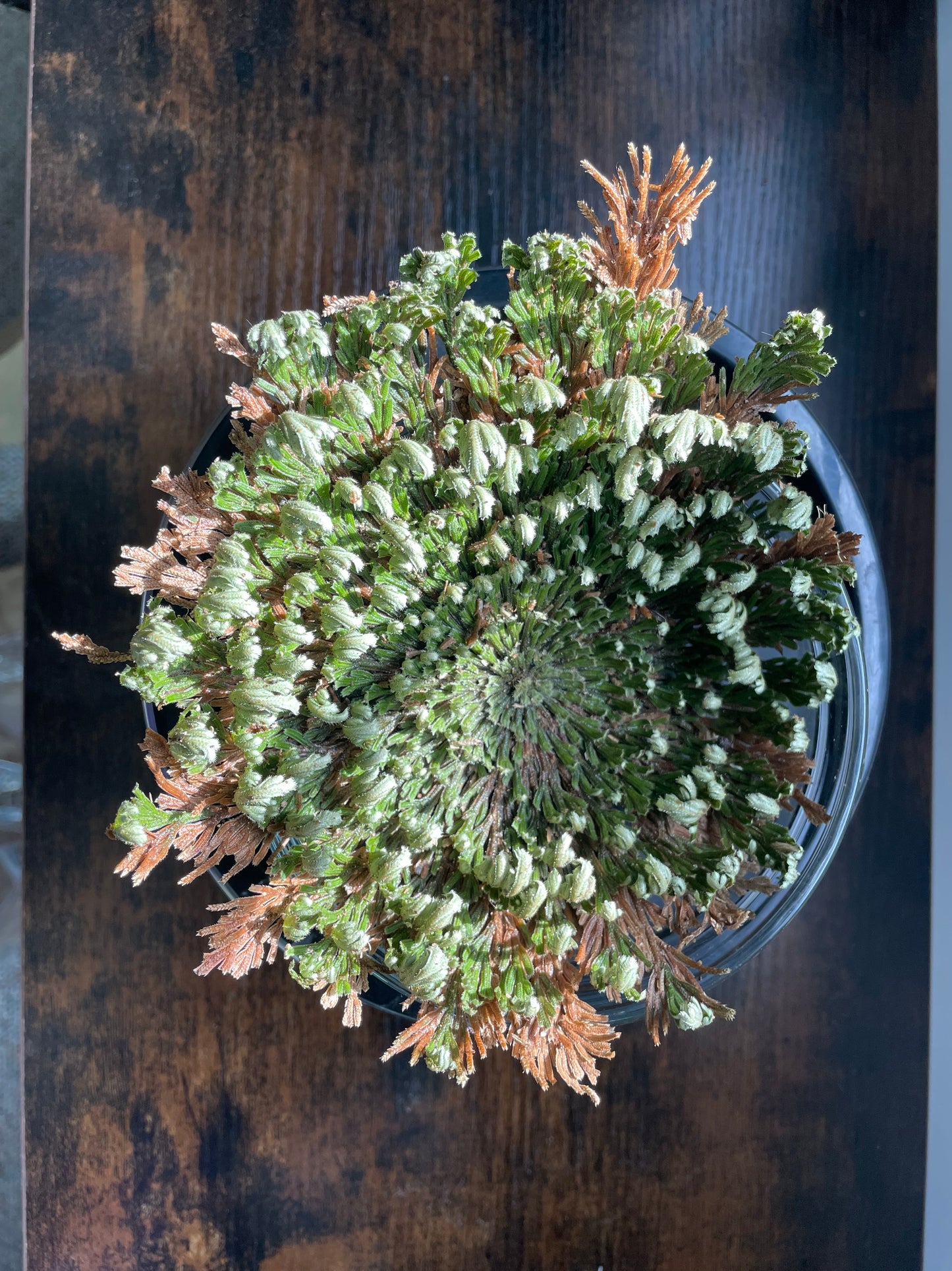 Resurrection Plant / Rose of Jericho