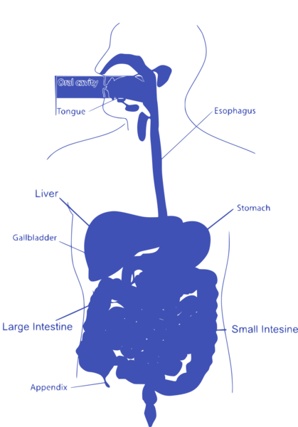 OUR THREE MINDS - The Brain, The Heart, The Gut!