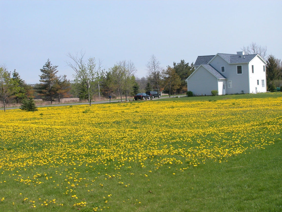 Spring Renewal: Herbal Allies for Detox & Digestive Support