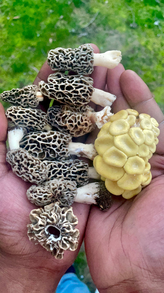 Morels, Tigers, and Tea House Dreams