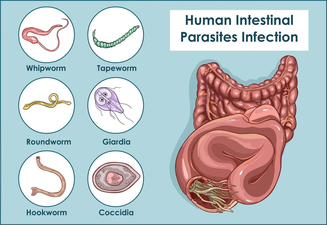 Parasites & the Parasite Cleanse Tea