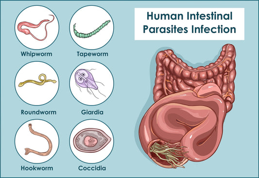 Parasites & the Parasite Cleanse Tea
